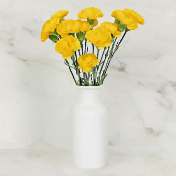 Buy Yellow Carnations Online in Delhi, Hyderabad, Mumbai, Ahmedabad, Bangalore, Chennai, Pune, and other cities