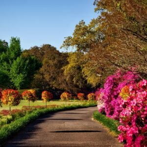 Flower garden in Hyderabad