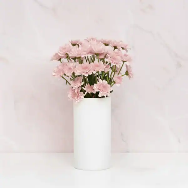 Light Pink Chrysanthemum in a vase