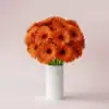 Orange Gerberas