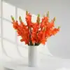 Orange Gladiolus