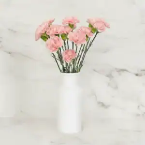 Carnation