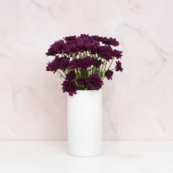 Purple Chrysanthemum Flowers in a vase