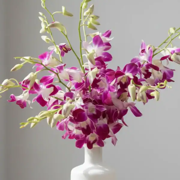 Purple Orchids stems
