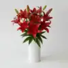Red Asiatic Lily
