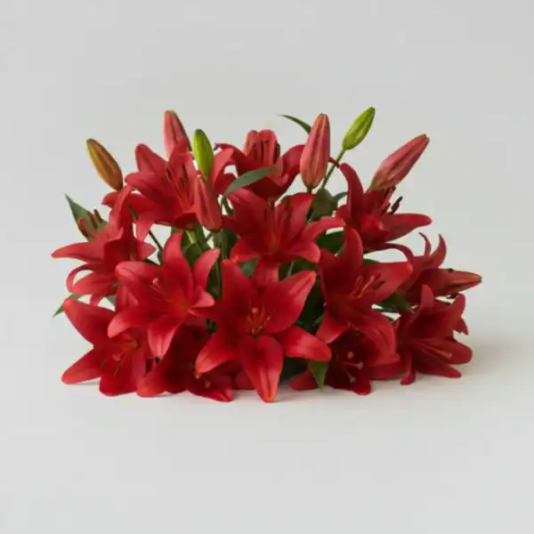 Red Asiatic Lilies on a table