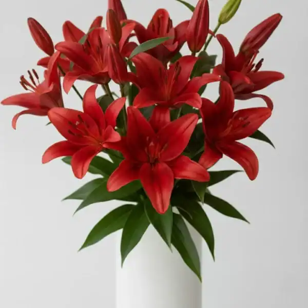 Red Asiatic lilies close up