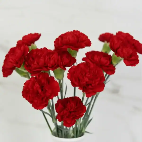 Red Carnations near me