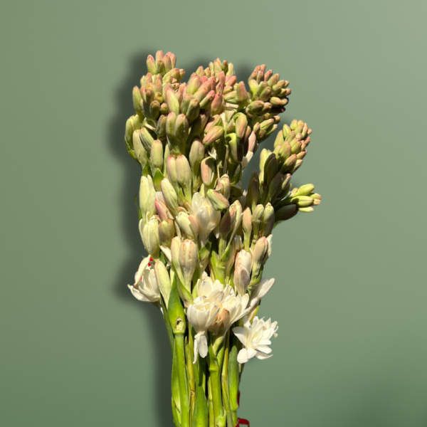 Tuberose/Rajnigandha - Image 2