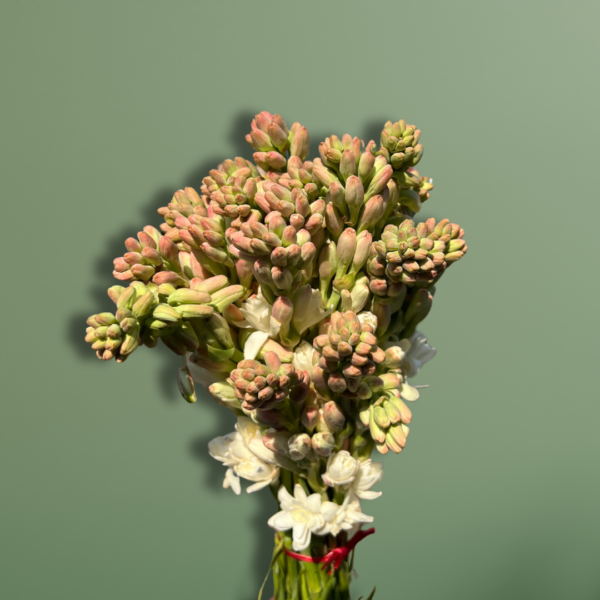 Tuberose/Rajnigandha - Image 3