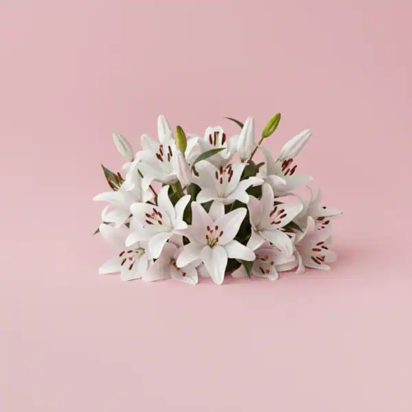 White Asiatic Lily on Table