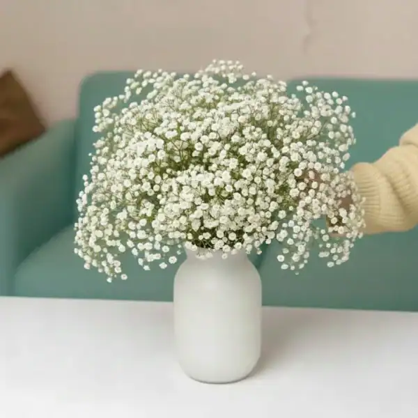 White Gypsy in a vase