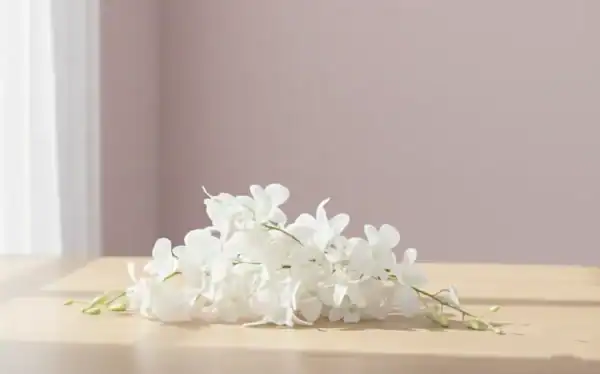 White Orchids on table