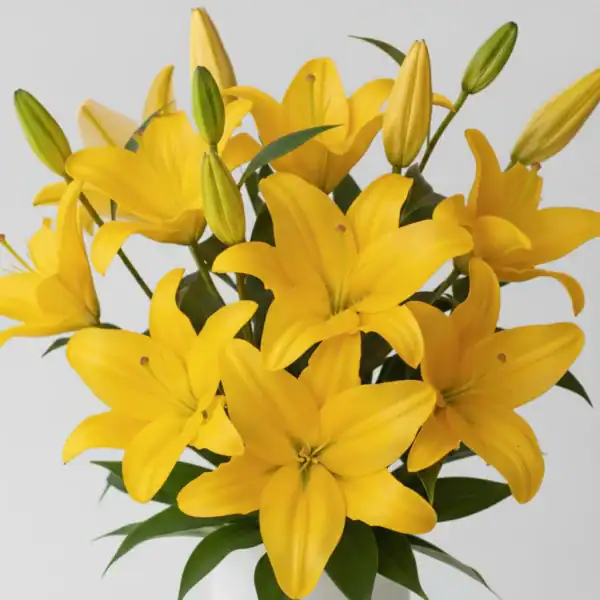 Yellow Asiatic Lilies close up