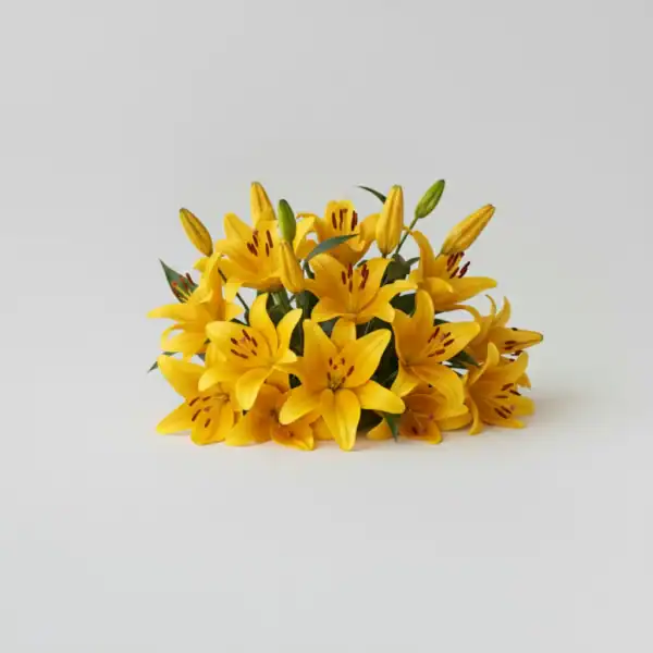 Yellow Asiatic Lilies on table