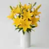 Yellow Asiatic Lily