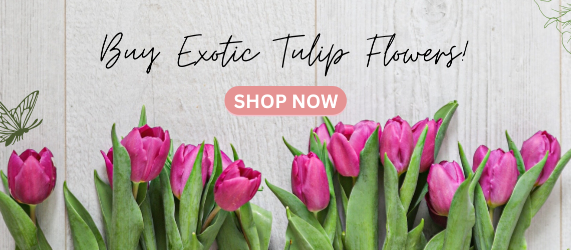 Buy Exotic Tulips Flowers