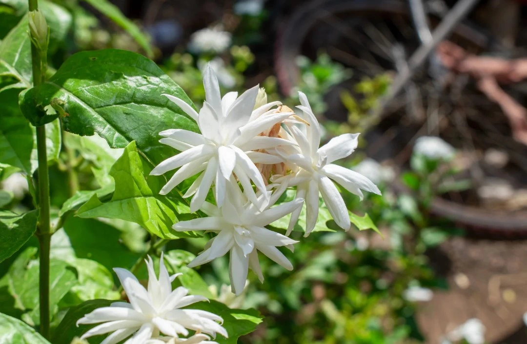 Flowering plants in India