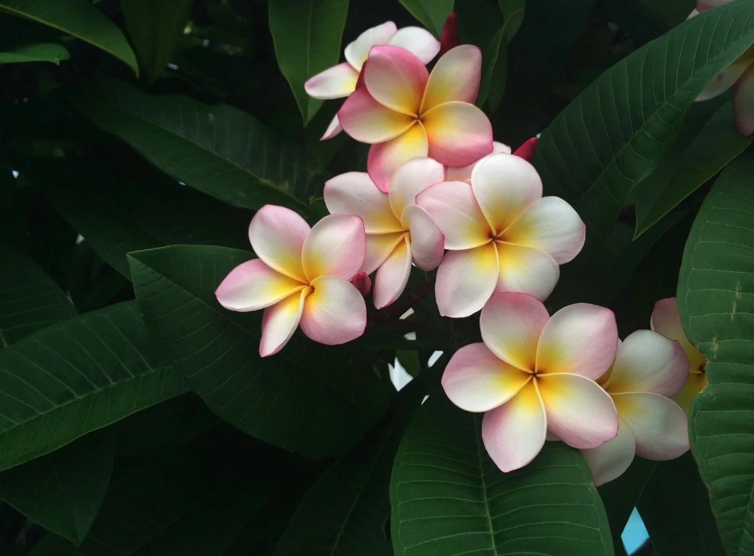 white flower