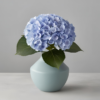 Blue Hydrangea