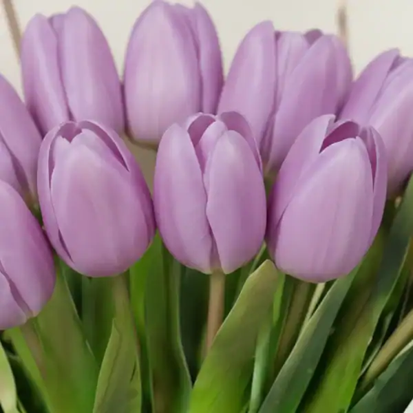 Purple tulip flowers bouquet wrapped beautifully in Korean Paper