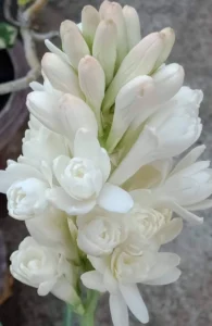 Tuberose