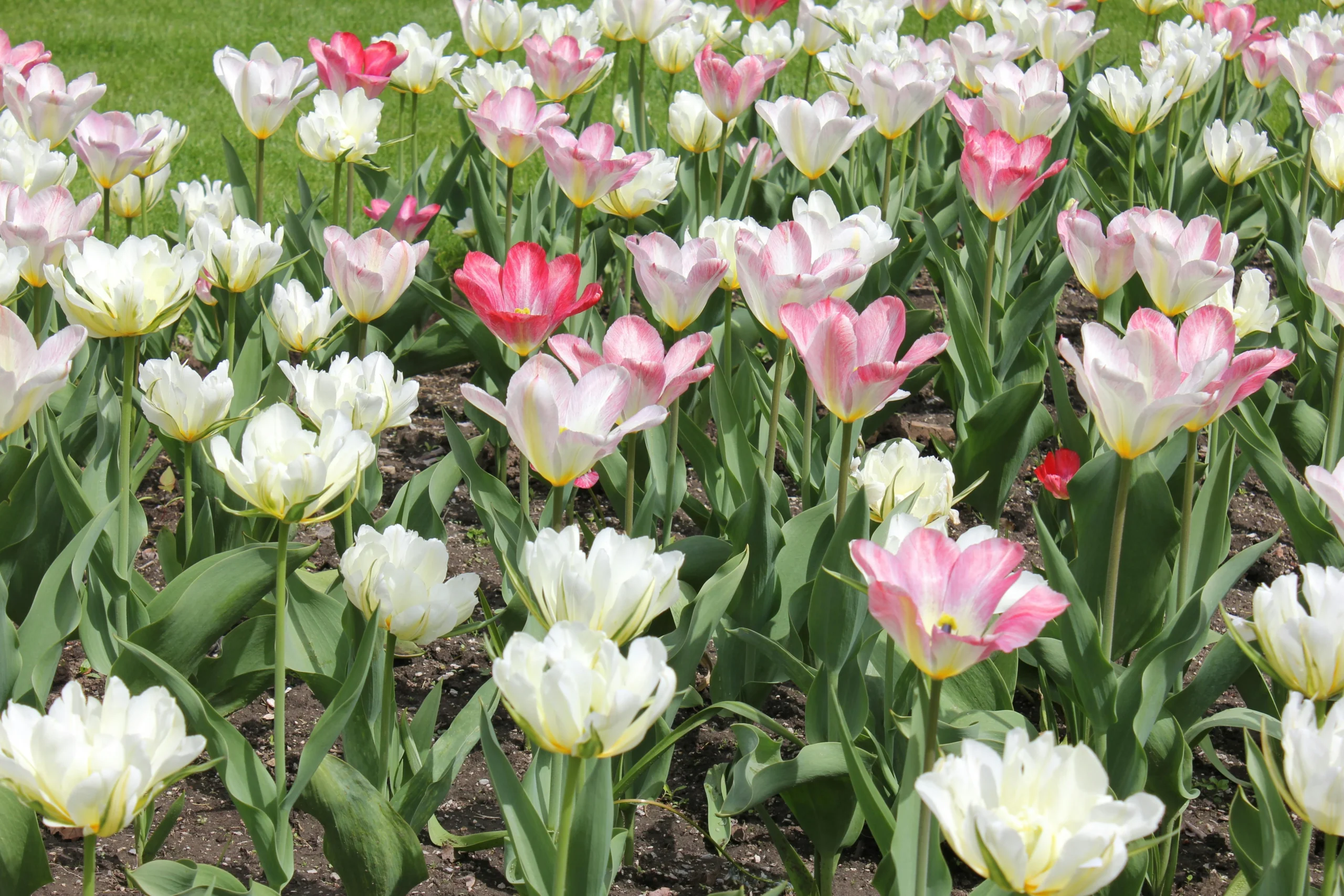 Flowering plants in India