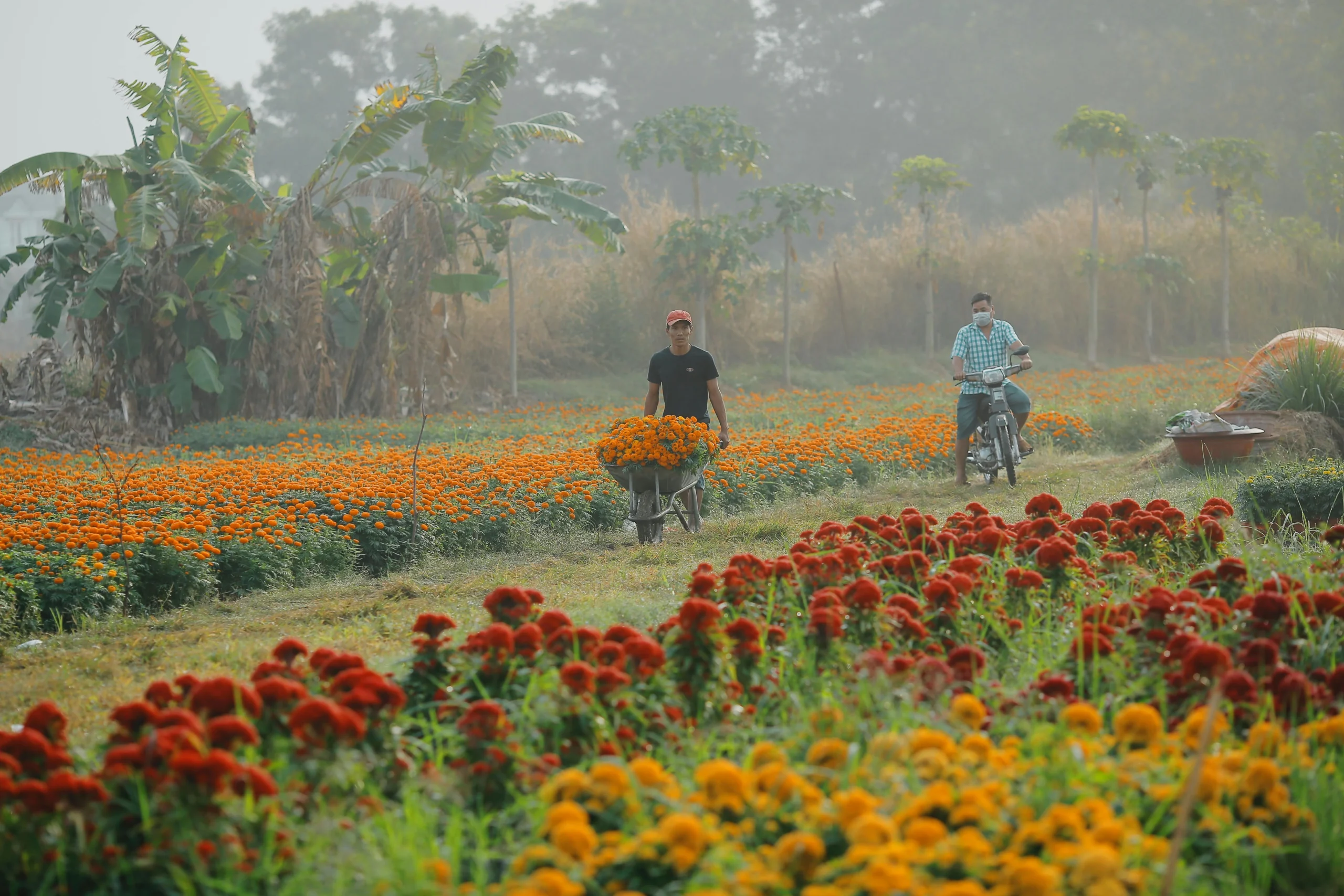 all season flower plants for home