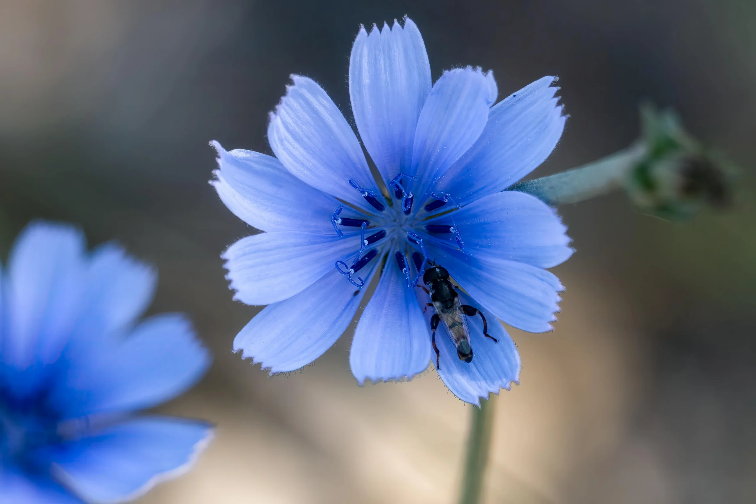 ketaki flower photo