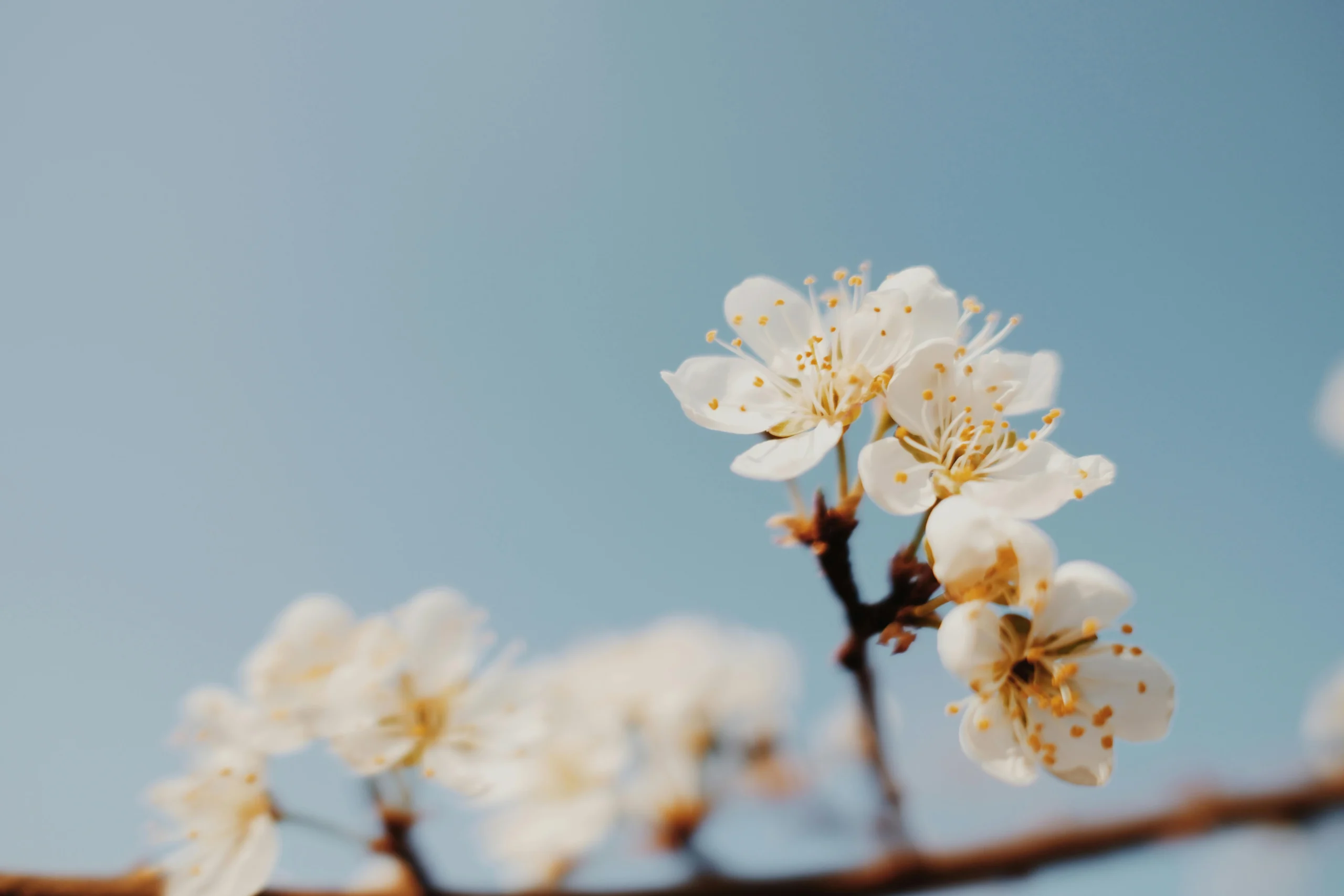 shiuli flower tree