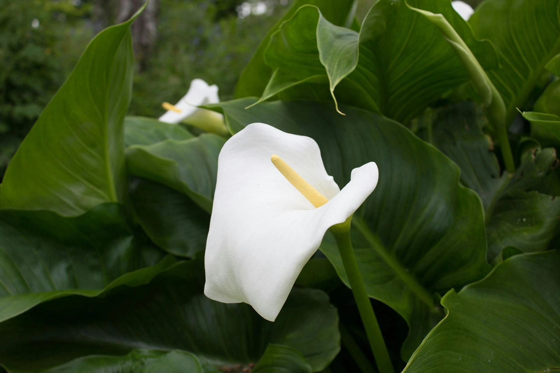 arum lily