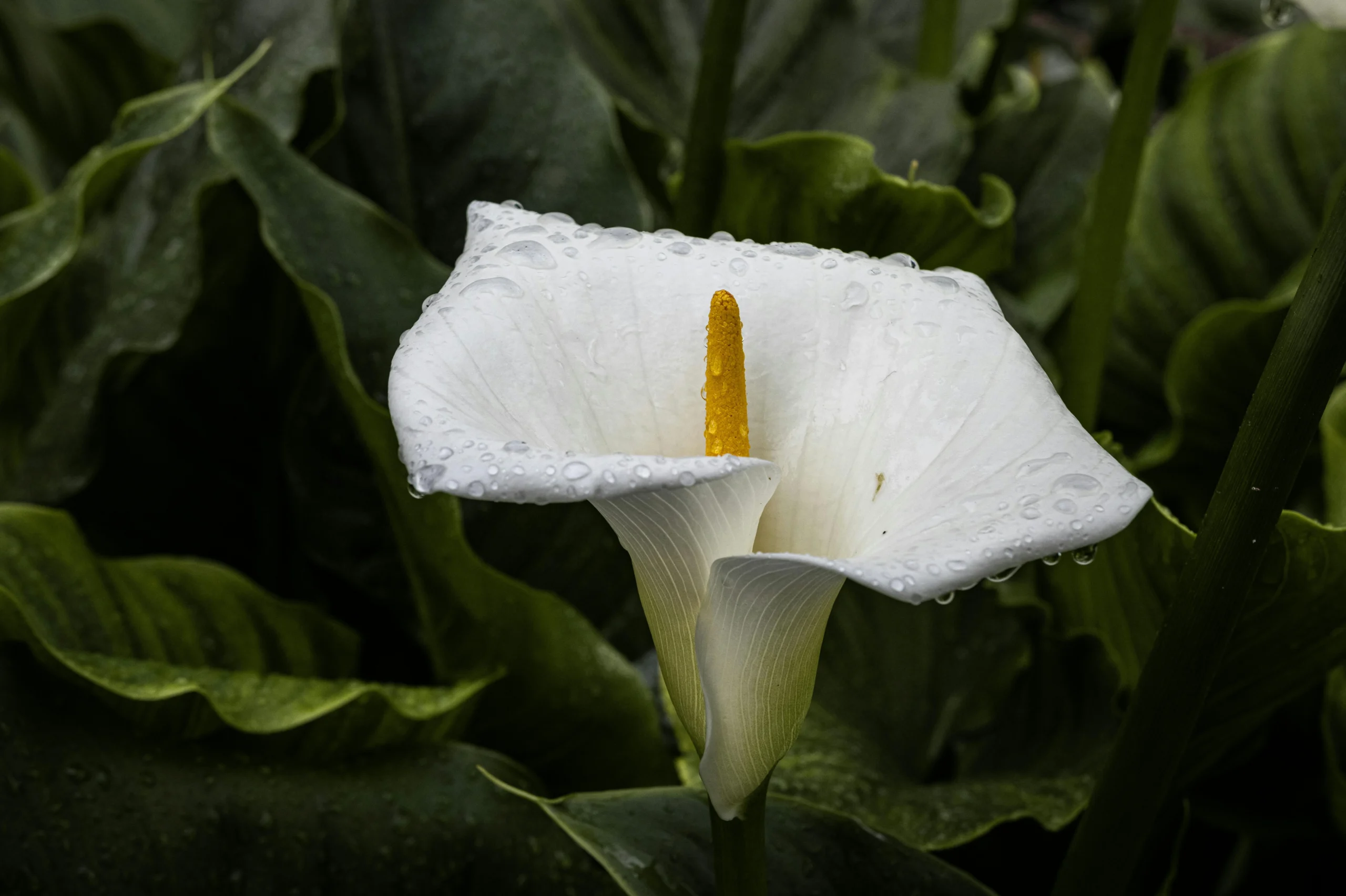 calla lily flower meaning