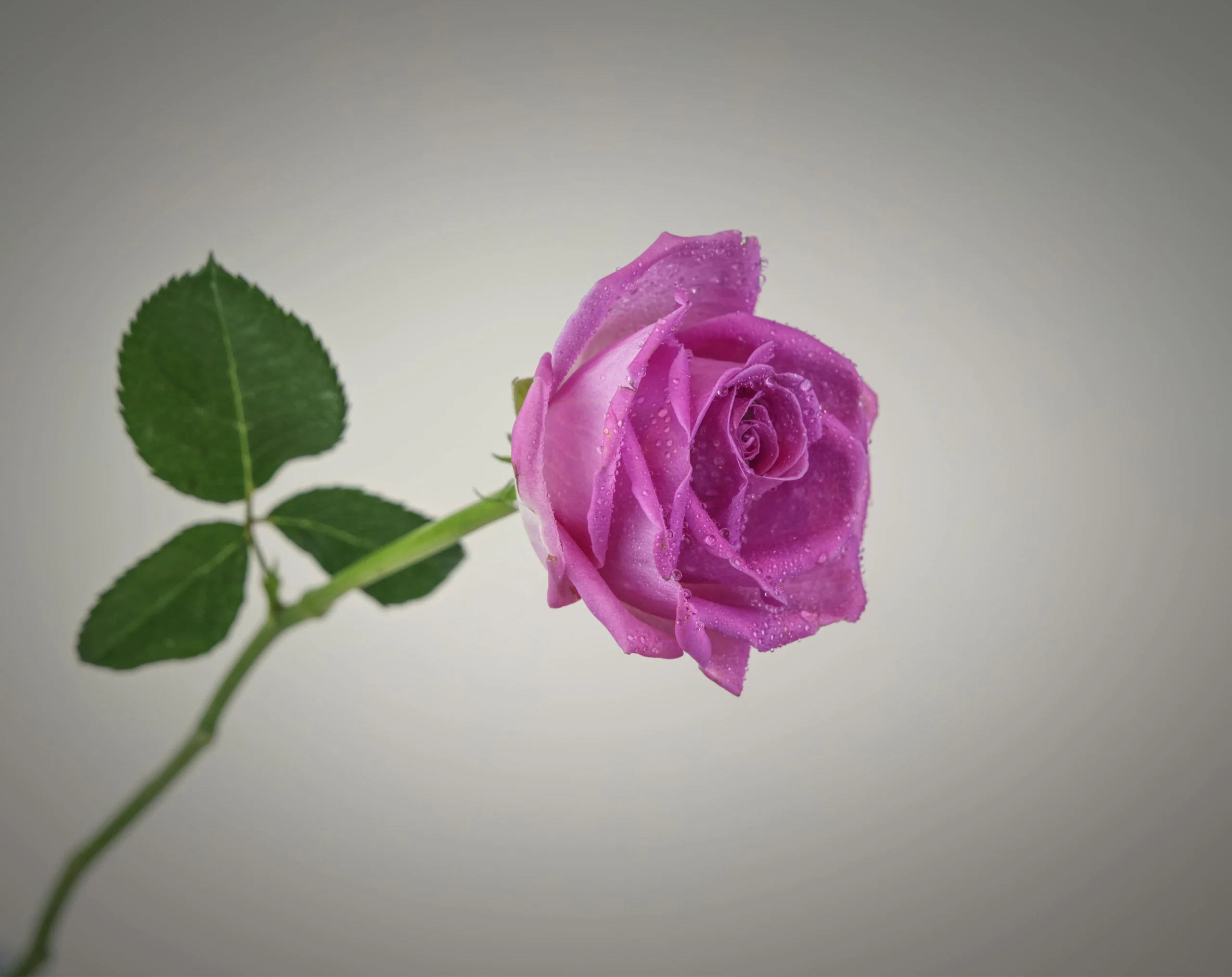purple bouquet