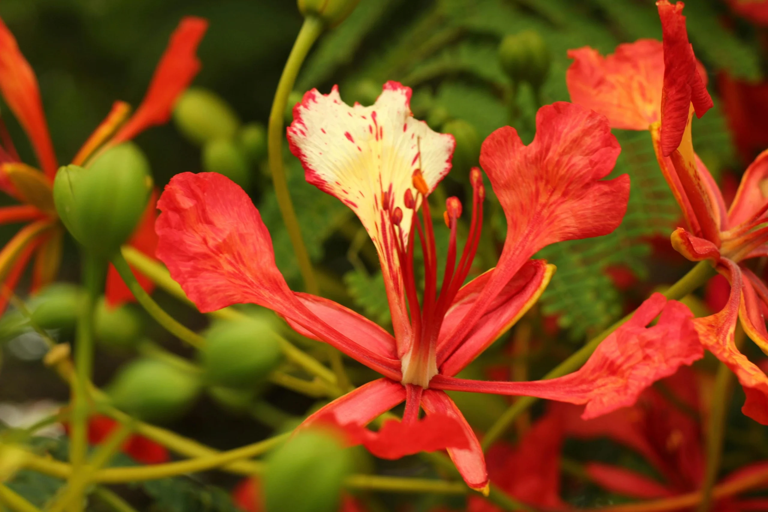 gulmohar flower