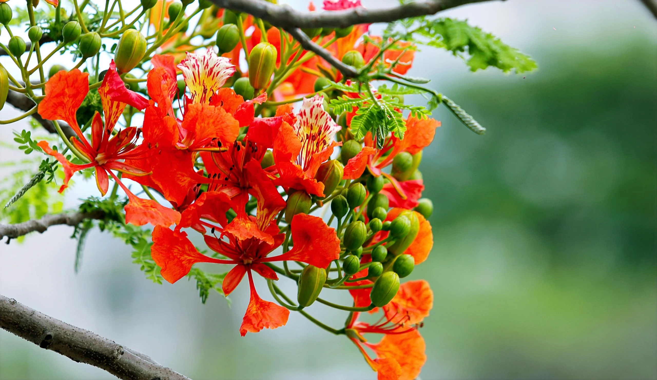 gulmohar scientific name