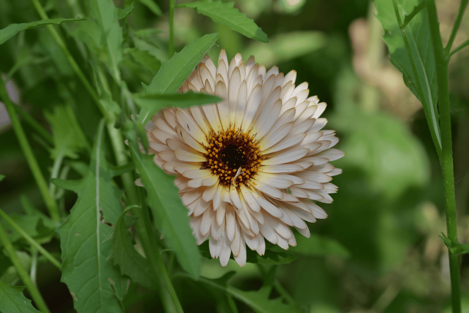 crossandra flower