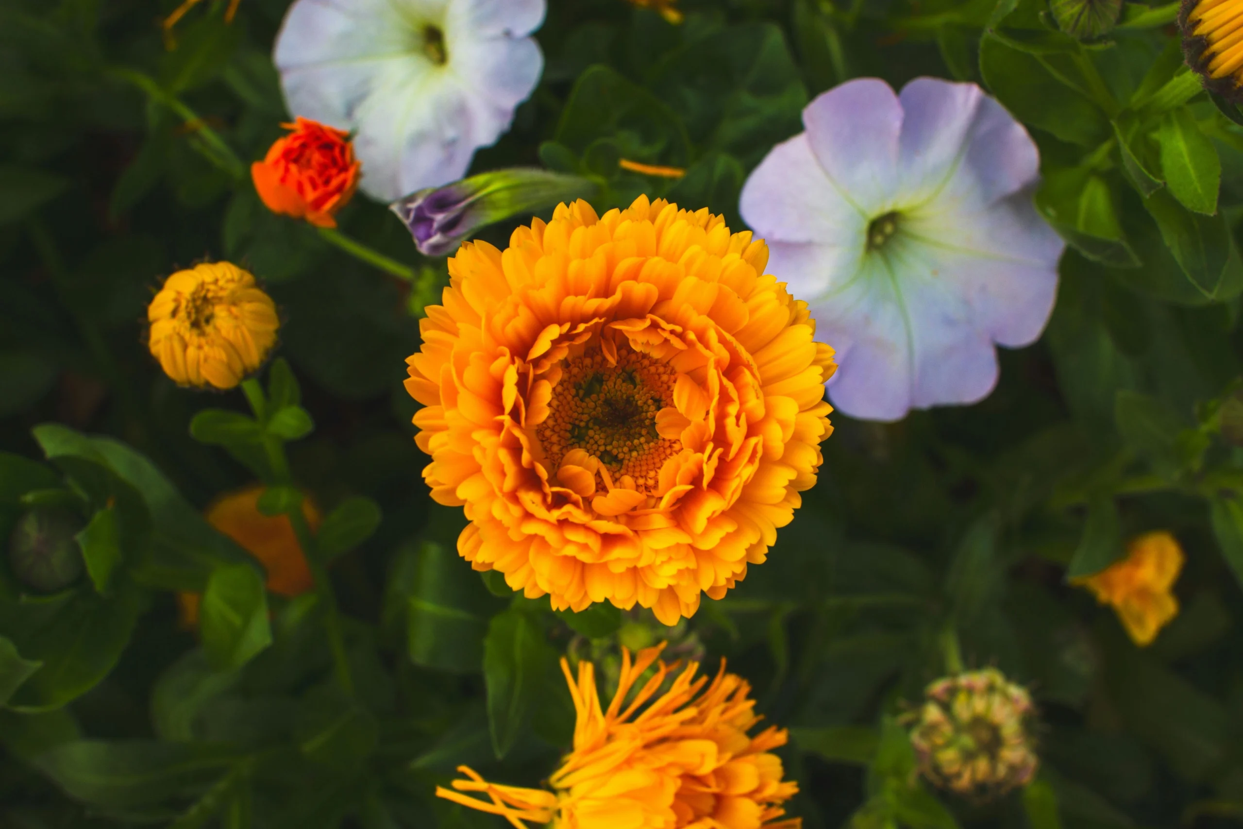 yellow chrysanthemum