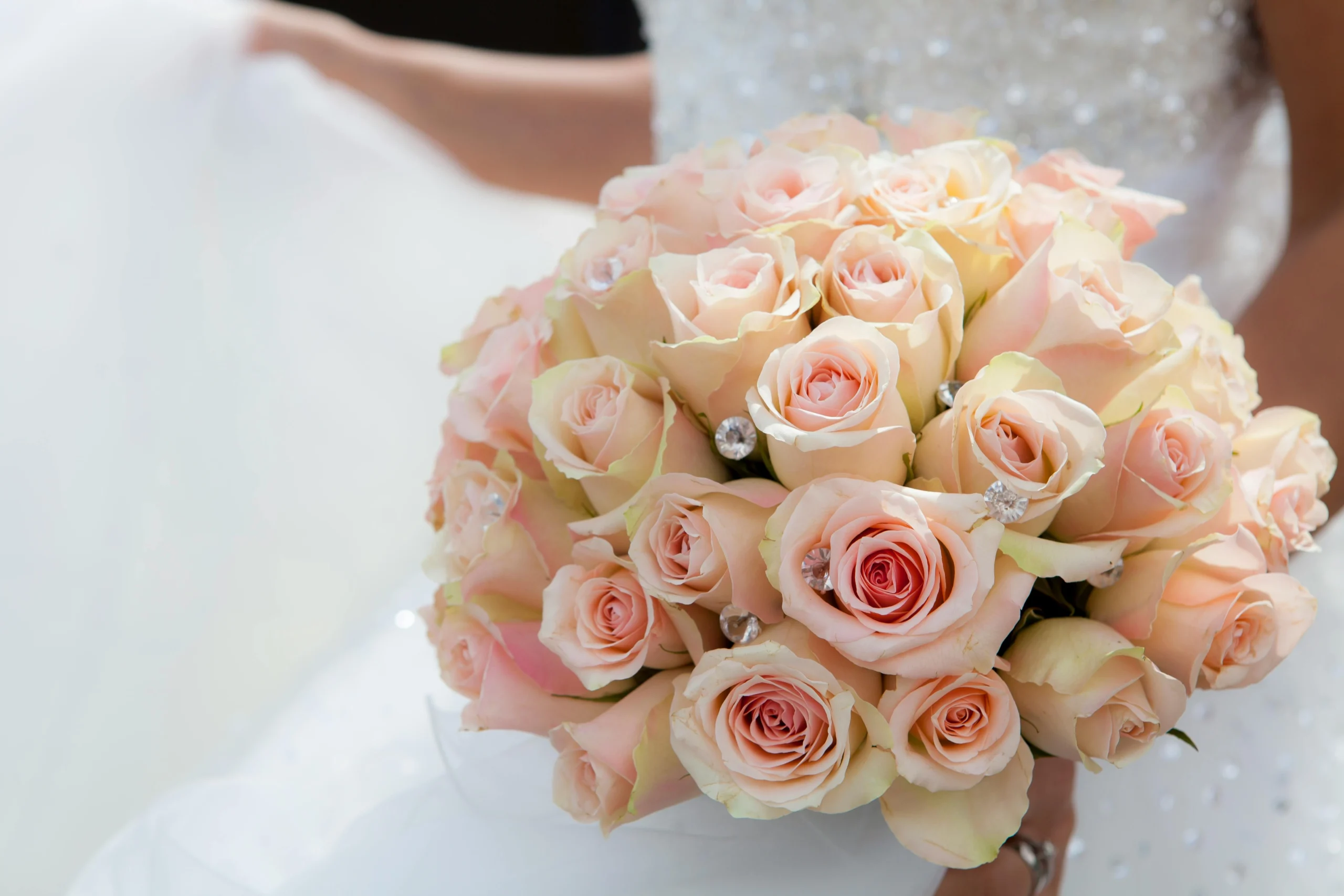 rose bokeh