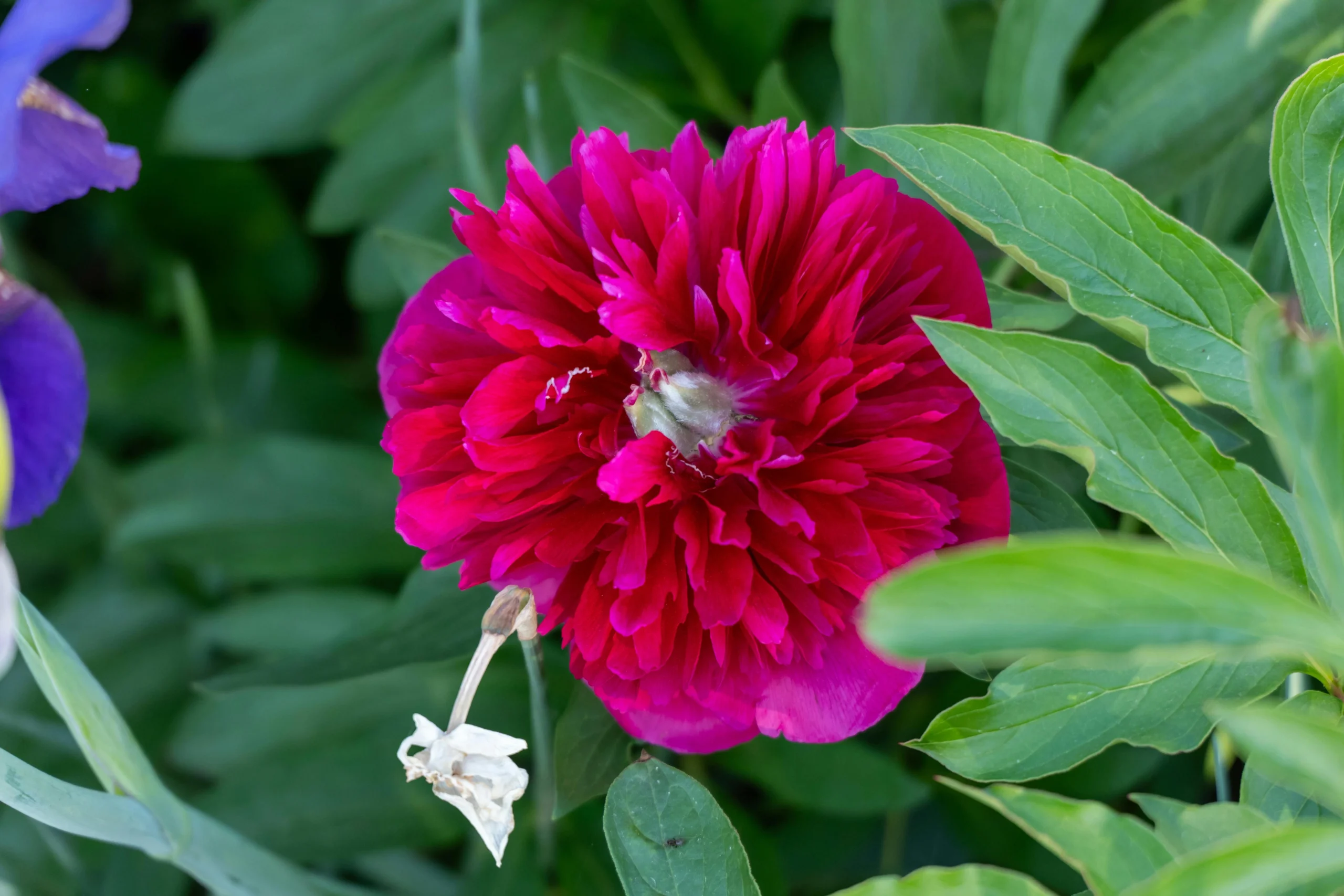 Red chamanthi flowers