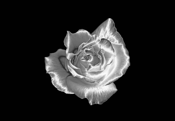 Silver rose