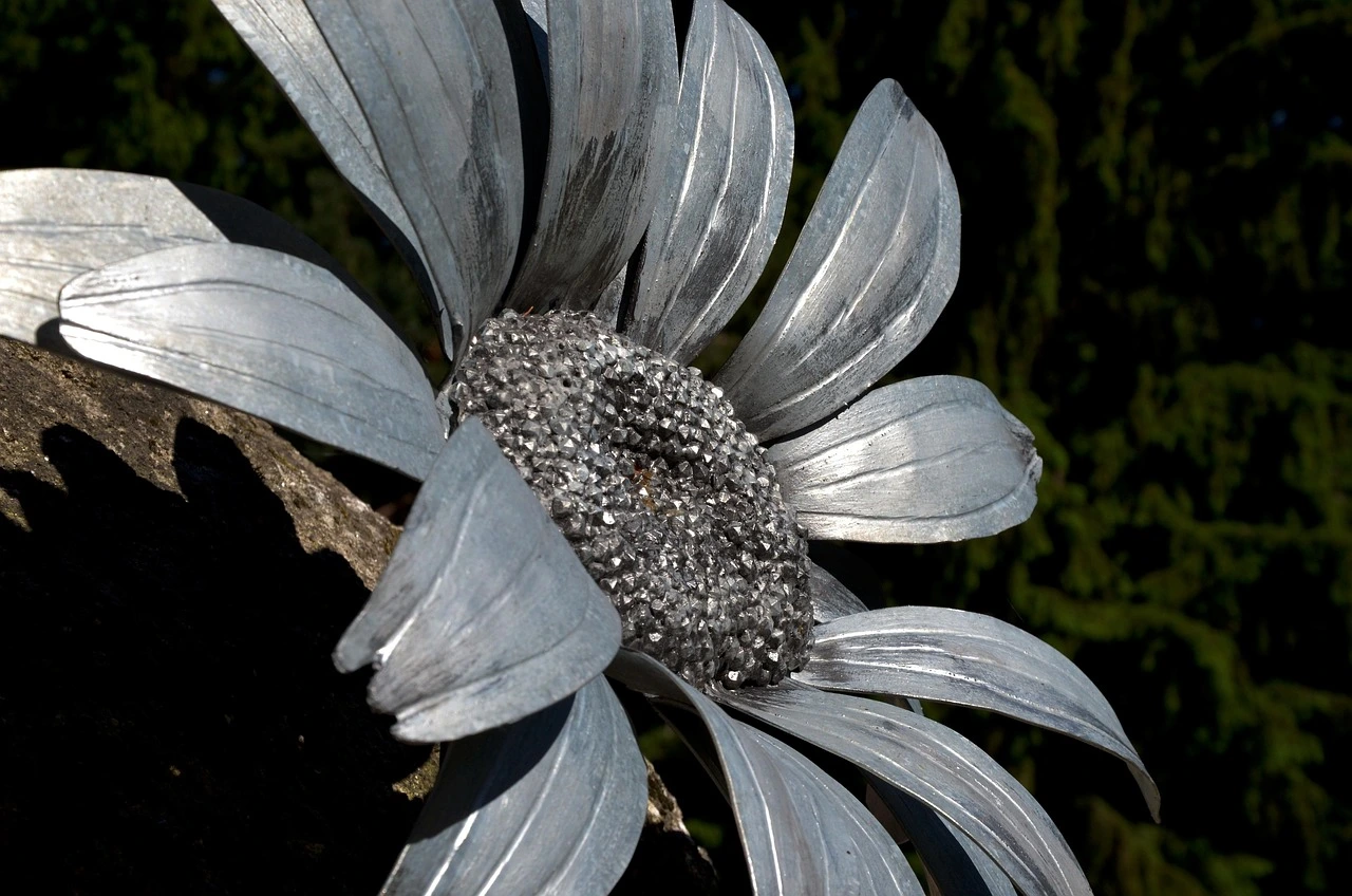 Silver sunflower