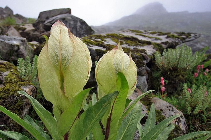 Close-up of two blooming Brahma Kamal flowers growing in a misty Himalayan alpine with rocky terrain and wildflowers in the background