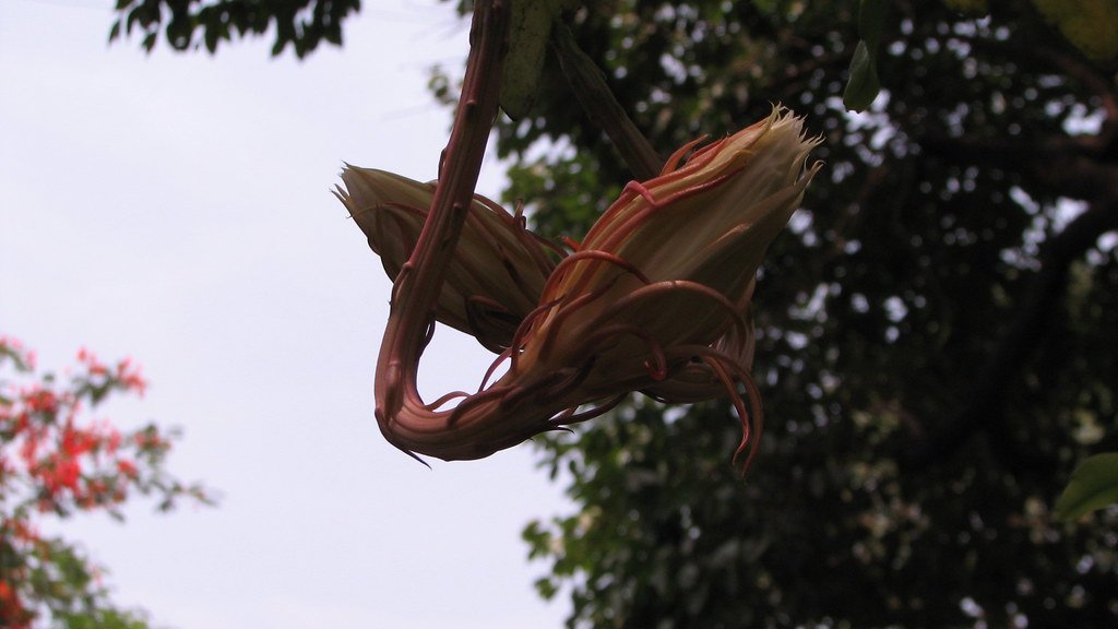 Buds of the Brahma Kamal hanging from a tree branch, about to bloom, with a natural garden background.