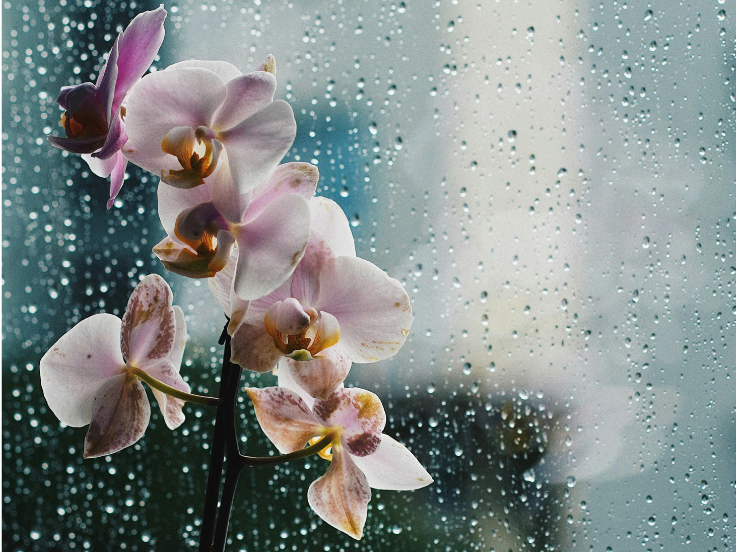 Light purple flowers arranged against a rainy window background