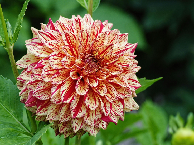 Fully bloomed Dahlia Flower with Beige and Red Marble Texture Petals