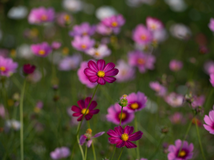 Valley of beautiful pink and white cosmos flower