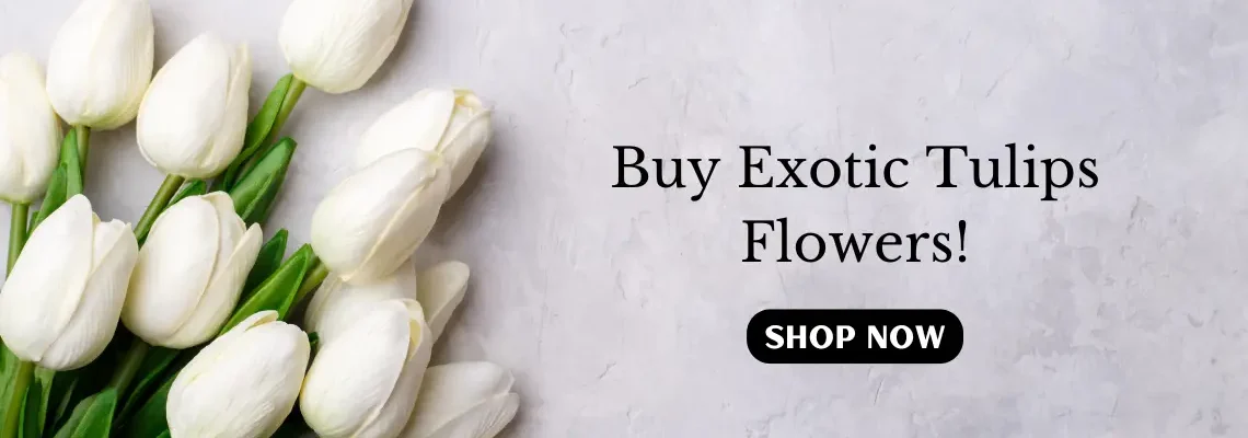 White Tulips flowers