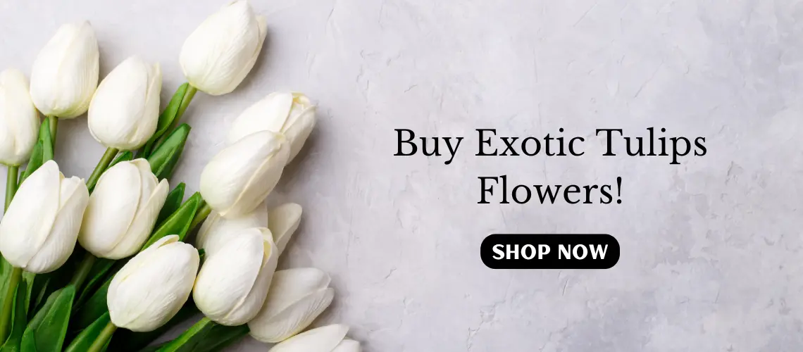 White Tulips flowers