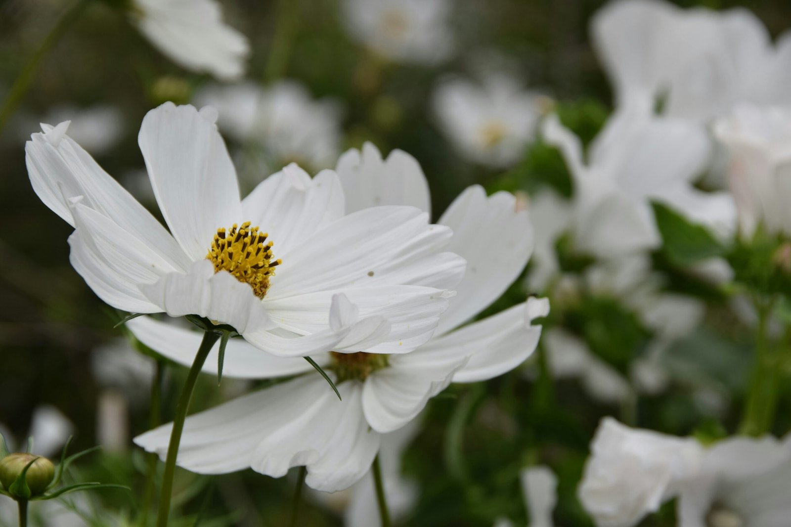 White cosmos flower close up in a meadow