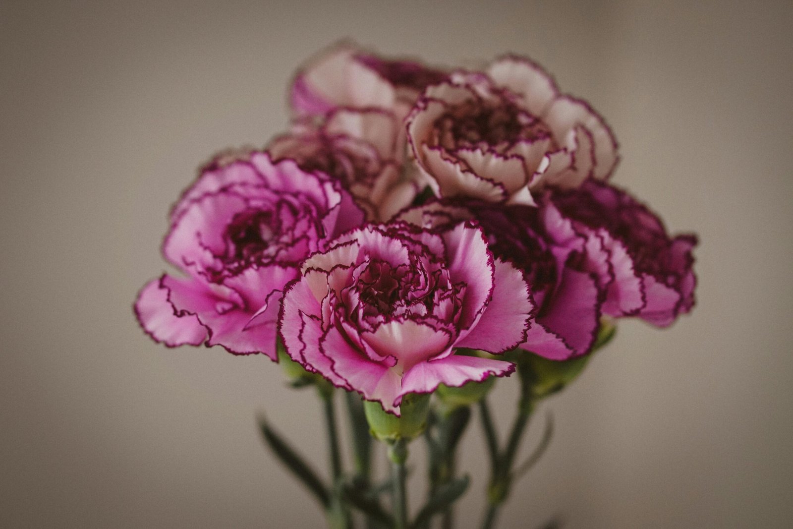 A close up of lilac carnation bouquet